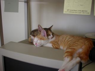 2003-07-20 11:46:54