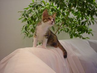 2003-07-26 00:03:34