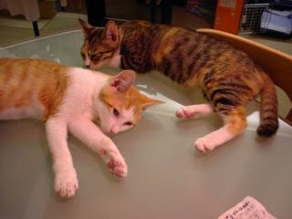 2003-08-08 23:43:54